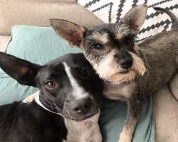 She has adopted two furry babies in her home whom she has named Melchora and Meneadita Pimentel.